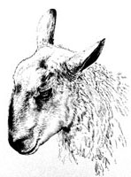 sheep head illustration